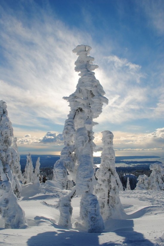 . Ghost Tree Forest Mt. Seymour, British Columbia