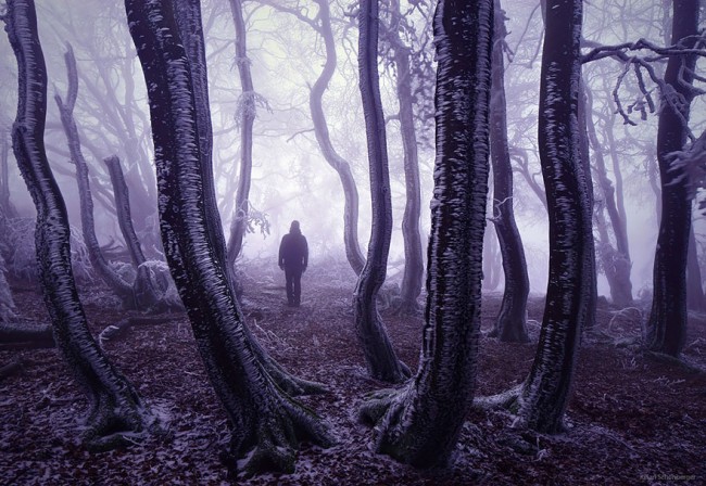 Mysterious Forest In Germany