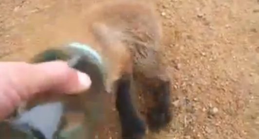 Απίστευτο: Αλεπού ζήτησε βοήθεια απο άνθρωπο! (video)