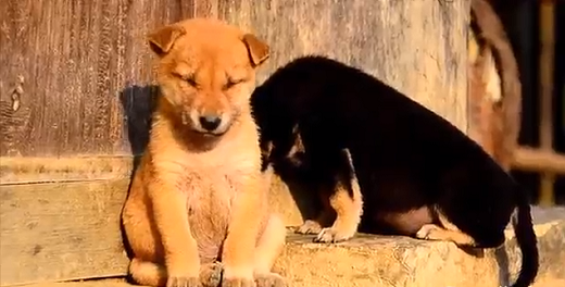 Νυσταγμένα ζώα προσπαθούν να μείνουν ξύπνια! (video)