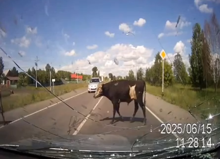 Αυτοκίνητο χτύπησε δύο αγελάδες καθώς έκαναν σέξ πάνω στον δρόμο! (video)