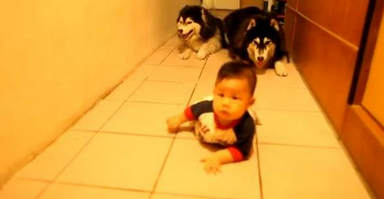 Ξεκαρδιστικό video: Σκυλιά παριστάνουν μωρό που μπουσουλάει!