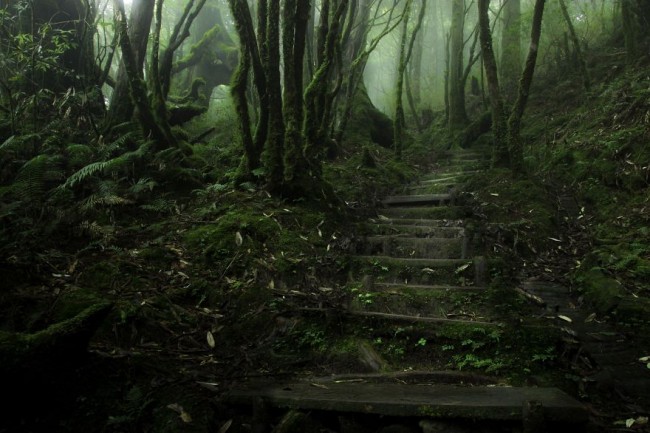 Chinese Hemlock Trail, Tapingshan, Taiwan