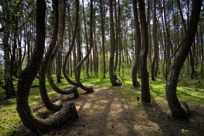 Crooked Forest In Poland