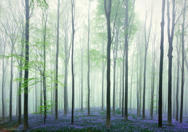 Hallerbos, Belgium 2