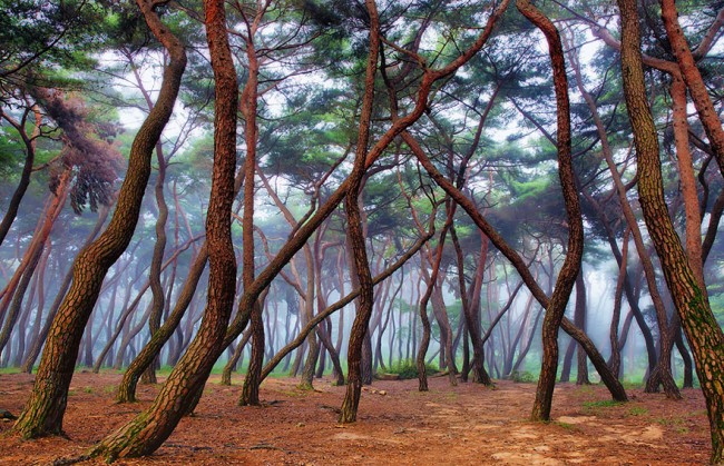 Misty Forest argentina