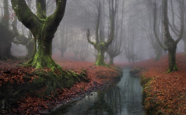 Otzarreta Forest, Basque Country, Spain