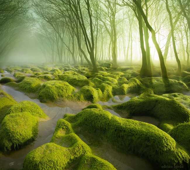 The Moss Swamp In Romania