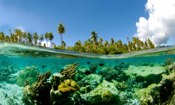 Coral Garden Ταϊτή    Ειρηνικός Ωκεανος